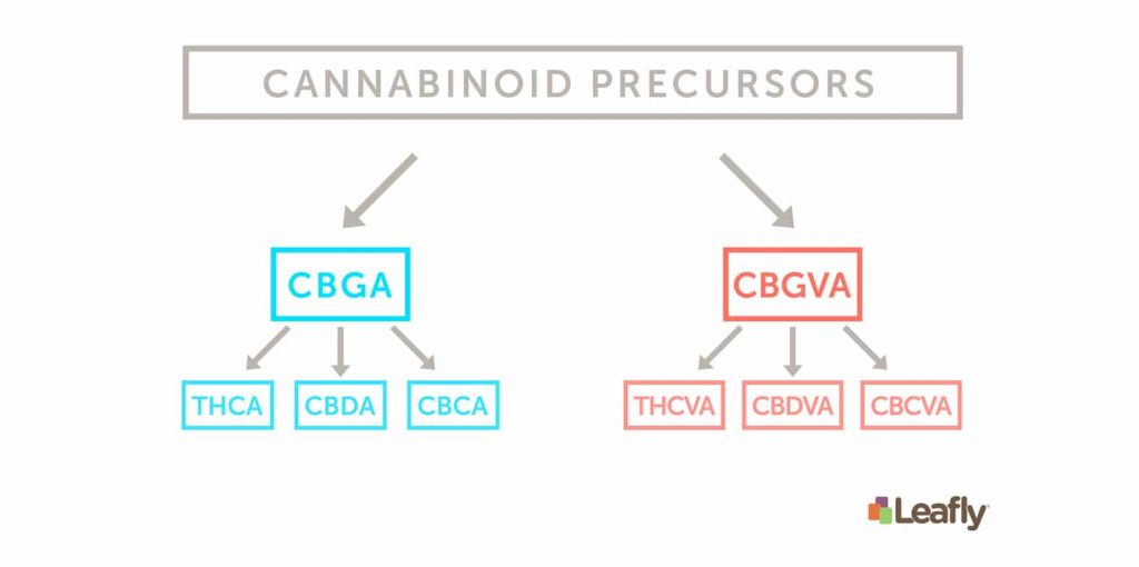 Cannabinoid Precursors