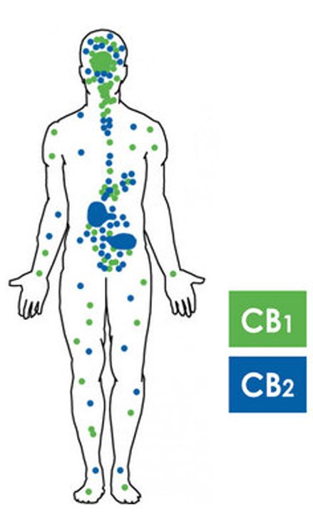 The Human Endocannabinoid System | CBD OIL NZ