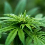 Cannabis and the Pharmaceutical Industry | CBD OIL NZ