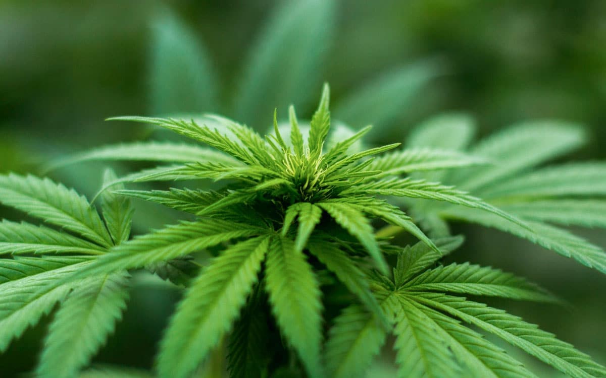Cannabis and the Pharmaceutical Industry | CBD OIL NZ