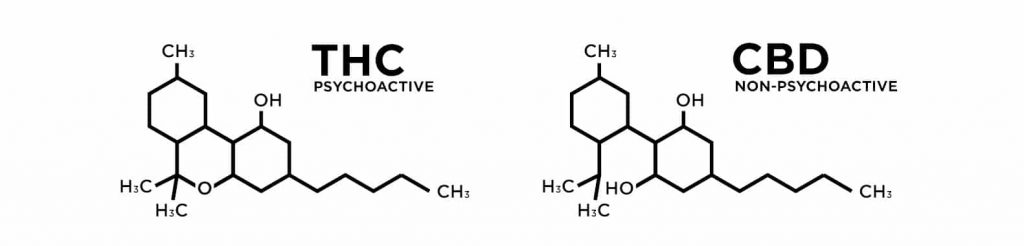 THC vs. CBD | CBD OIL NZ