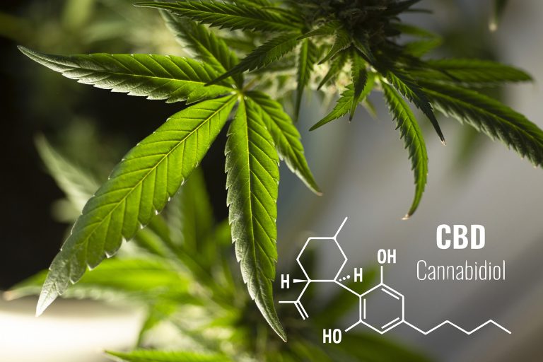 CBD vs THC : Understanding Key Cannabinoids